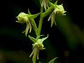 Bearded Habenaria